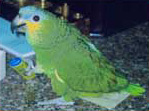 Foto di Frida