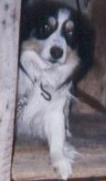 Foto di Lucky