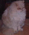 Foto di Milù