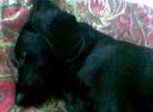 Foto di Chopper