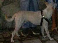 Foto di Blanco