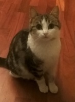 Foto di Musetta