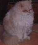 Foto di Milù